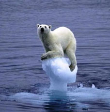 Polar bear on ice cap copy